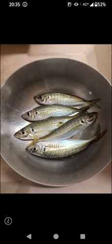 アジの釣果