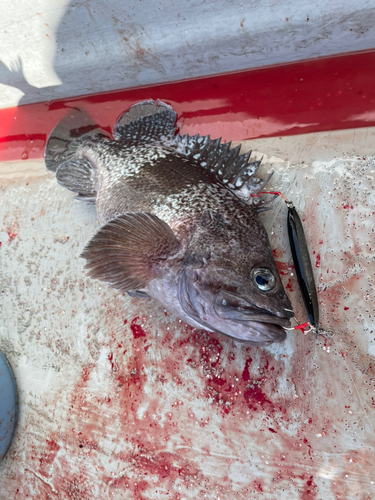 マゾイの釣果