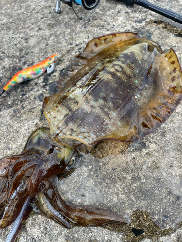 アオリイカの釣果