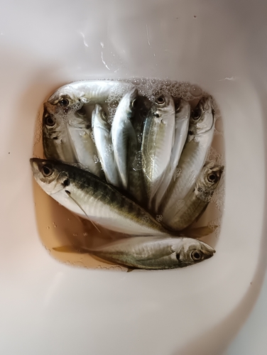 アジの釣果