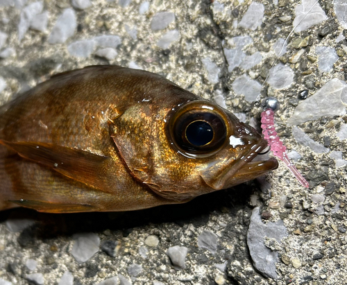 アカメバルの釣果