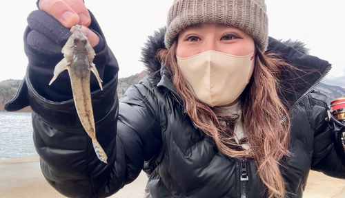 メゴチの釣果