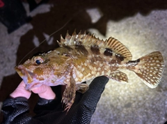カサゴの釣果