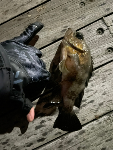 シロメバルの釣果