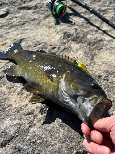 スモールマウスバスの釣果