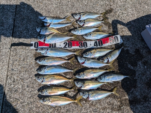 アジの釣果