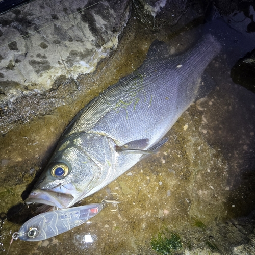 ヒラスズキの釣果