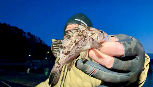 クロソイの釣果