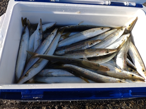 アカカマスの釣果