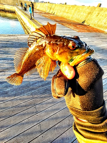 アナハゼの釣果