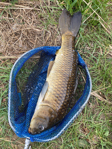 コイの釣果