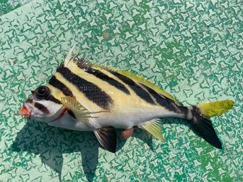 タカノハダイの釣果