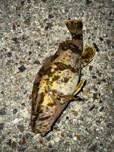 タケノコメバルの釣果