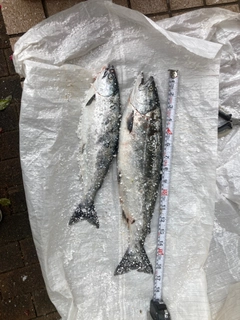サクラマスの釣果