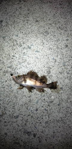 シロメバルの釣果