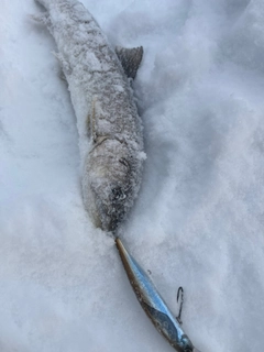 アメマスの釣果