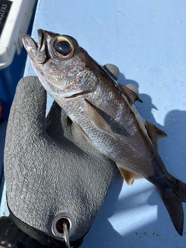 クロムツの釣果