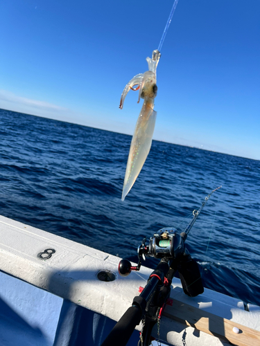 ヤリイカの釣果