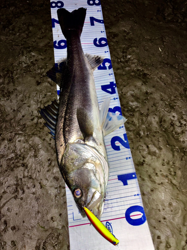 シーバスの釣果