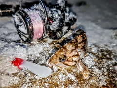クロソイの釣果