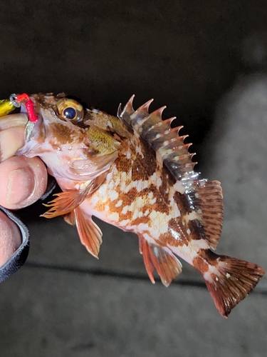 カサゴの釣果