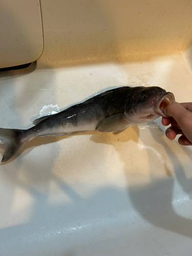 ホッケの釣果