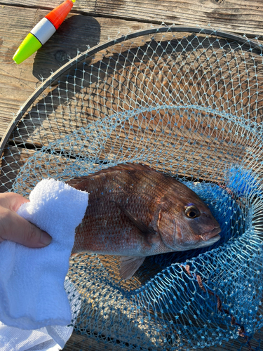 マダイの釣果