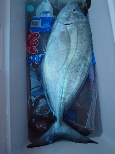 ナンヨウカイワリの釣果