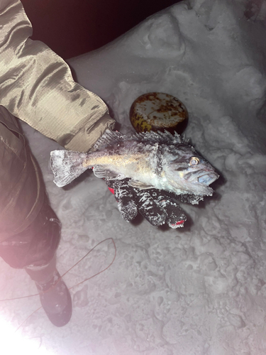 クロソイの釣果