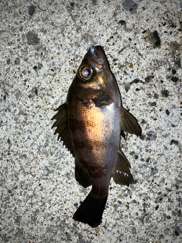 メバルの釣果