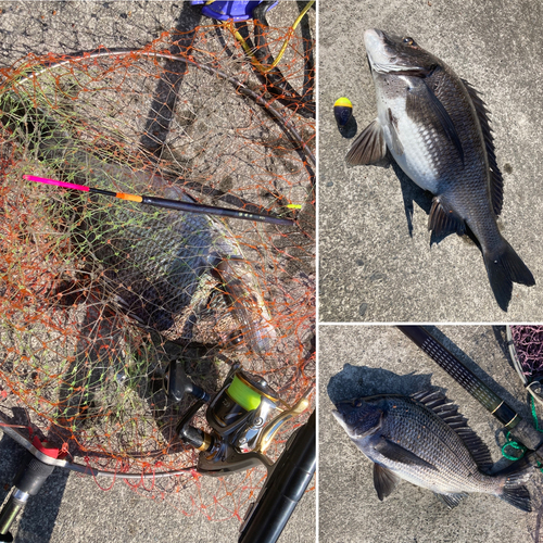 クロダイの釣果