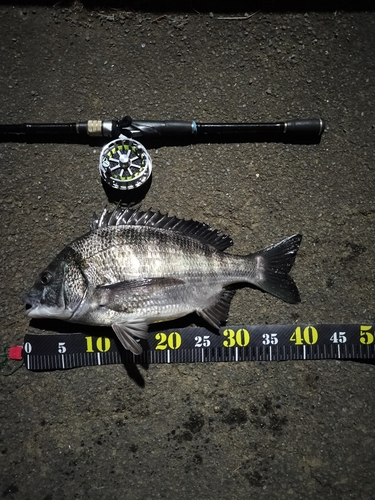 クロダイの釣果