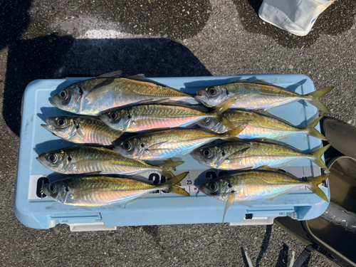 アジの釣果