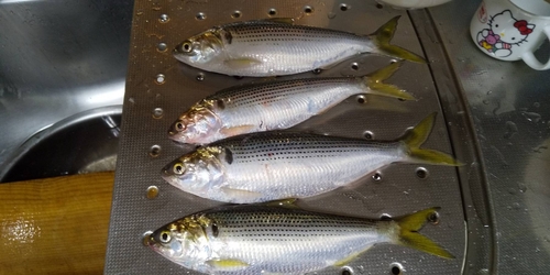 コノシロの釣果