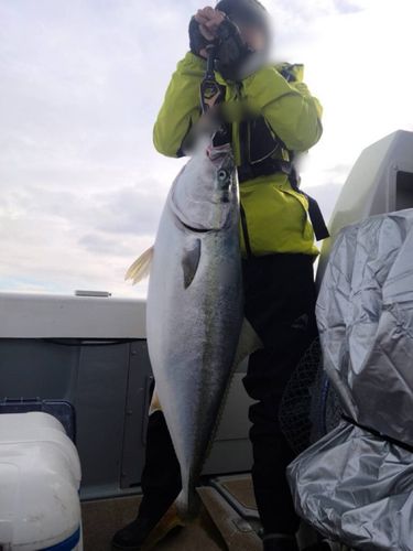 ブリの釣果