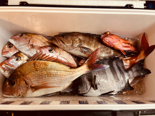 マダイの釣果