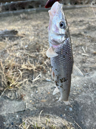 ニゴイの釣果