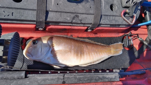 シロアマダイの釣果