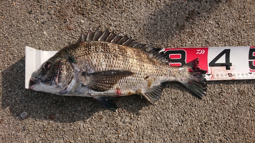 クロダイの釣果