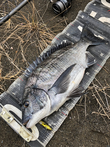 チヌの釣果