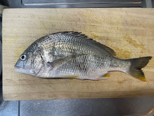 チヌの釣果