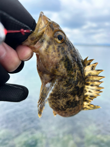 タケノコメバルの釣果