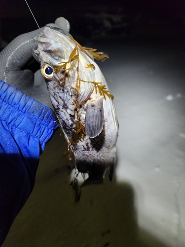 クロソイの釣果