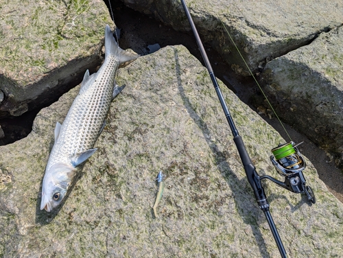 ボラの釣果