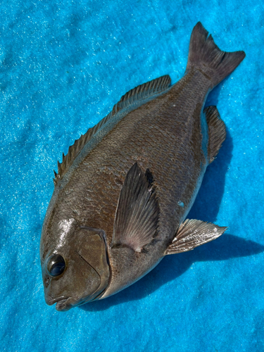 クチブトグレの釣果