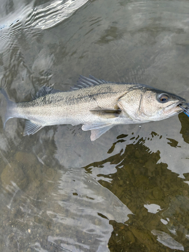 スズキの釣果