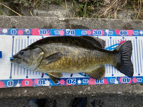 スモールマウスバスの釣果