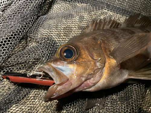 シロメバルの釣果