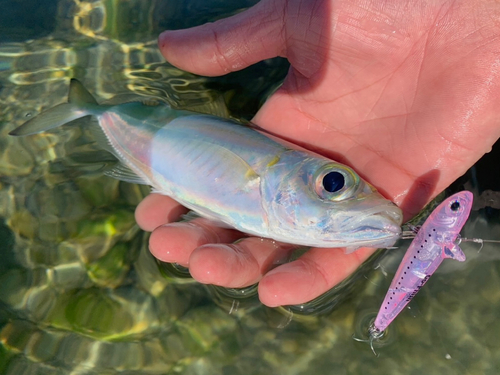 メアジの釣果