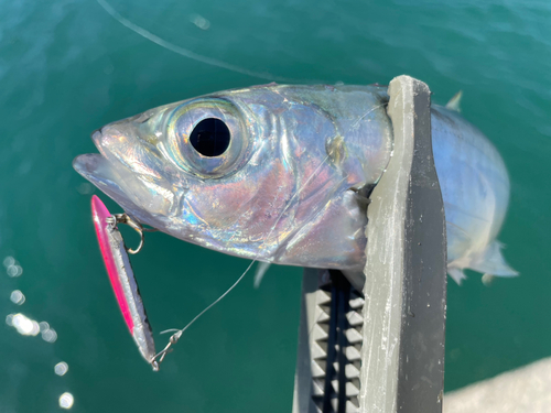 メアジの釣果